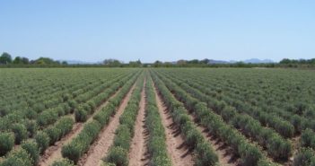 BRDI achieves key milestones in guayule research projects