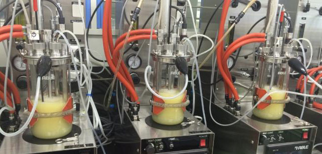 Yokohama develops world's first technology for producing isoprene from biomass