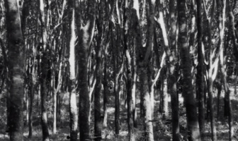 Pirelli's journey to sustainable natural rubber sourcing