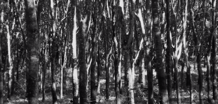 Pirelli's journey to sustainable natural rubber sourcing