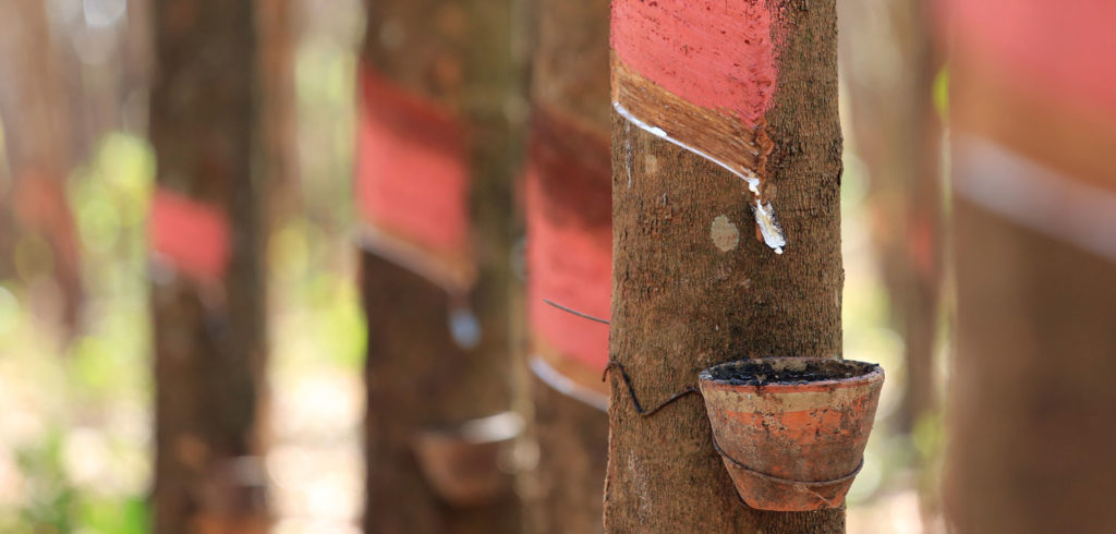 Development of Innovative Alternative Crops for Production of Natural Rubber conference to be held in November