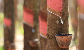 Development of Innovative Alternative Crops for Production of Natural Rubber conference to be held in November