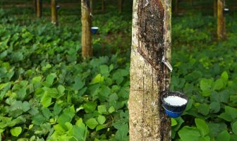 Bridgestone uses big data to increase para rubber yields