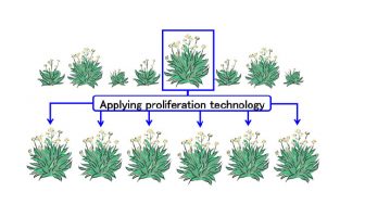 Bridgestone and Kirin Holdings collaborate to improve guayule rubber supply