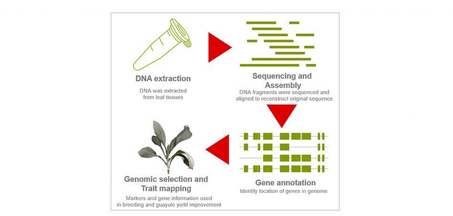 Bridgestone and partner NRGene announce natural rubber genetic breakthrough - Tire Technology International