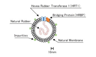Sumitomo Rubber invents enzyme evaluation technique