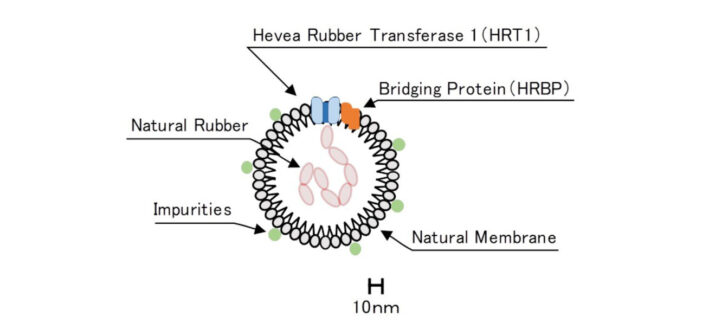 Sumitomo Rubber invents enzyme evaluation technique