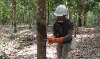 Michelin fully acquires Indonesian sustainable rubber project