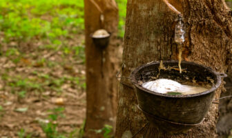 Bridgestone invests further in Southeast Asia natural rubber plantations