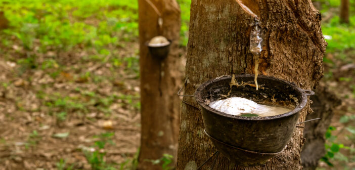 Bridgestone invests further in Southeast Asia natural rubber plantations