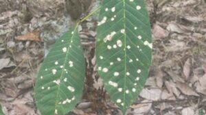 Rubber tree infected by leaf fall disease