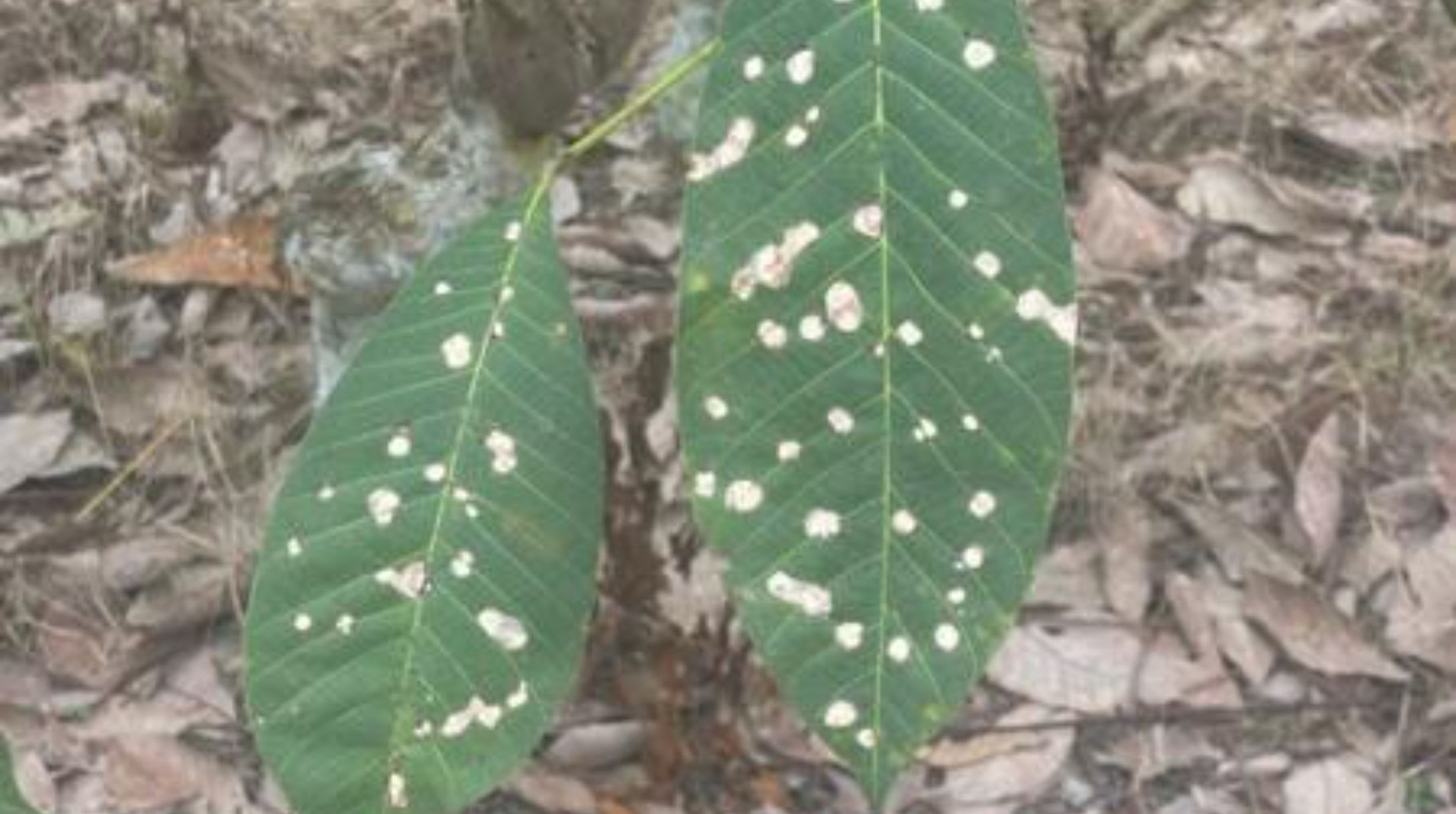 International research project targets sustainable rubber production